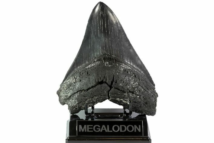 Huge, Fossil Megalodon Tooth - South Carolina #88855
